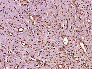 NR1D1 Rabbit Polyclonal Antibody