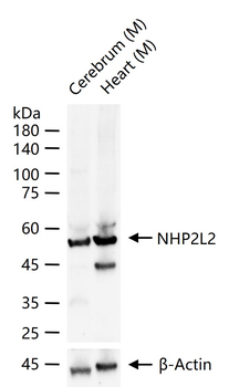 NHP2L2 Rabbit Polyclonal Antibody