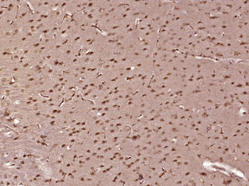 NHP2L2 Rabbit Polyclonal Antibody