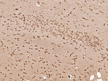 NHP2L2 Rabbit Polyclonal Antibody