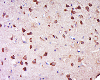 Phospho-nNOS (Ser1417) Rabbit Polyclonal Antibody