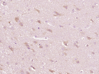 FAM150A Rabbit Polyclonal Antibody