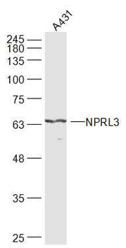 NPRL3 Rabbit Polyclonal Antibody
