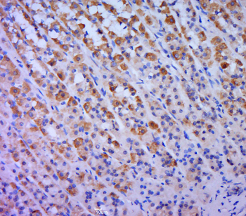 PDE4A Rabbit Polyclonal Antibody