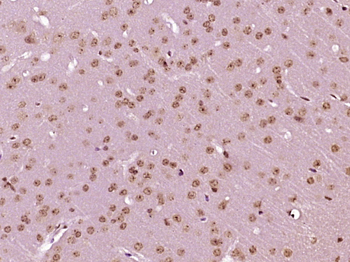 RRAGD Rabbit Polyclonal Antibody