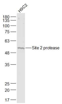 Site 2 protease Rabbit Polyclonal Antibody