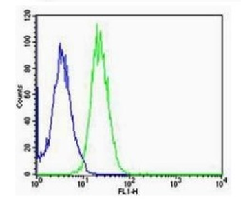 VEGFR2 Rabbit Polyclonal Antibody