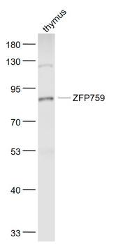 ZFP759 Rabbit Polyclonal Antibody