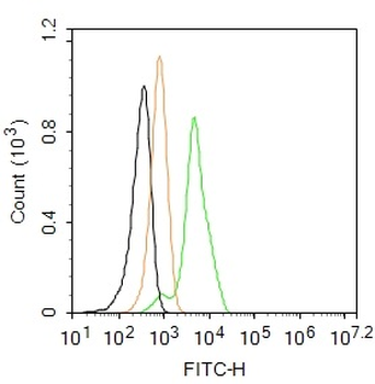 Fibronectin/Ugl-Y3 Rabbit Polyclonal Antibody (FITC)