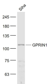 GPRIN1 Rabbit Polyclonal Antibody