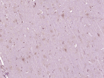 FRMD4A Rabbit Polyclonal Antibody