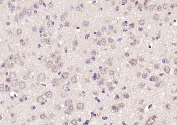 GPRIN3 Rabbit Polyclonal Antibody
