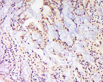 CLLD7 Rabbit Polyclonal Antibody