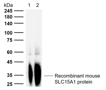 PEPT1 Rabbit Polyclonal Antibody