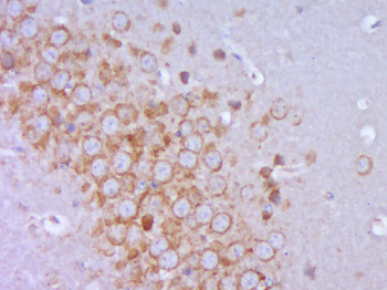 KDEL Rabbit Polyclonal Antibody