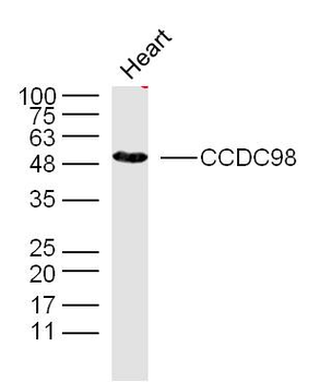 CCDC98 Rabbit Polyclonal Antibody