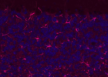 Donkey Anti-Rabbit IgG H&L, BF594 conjugated