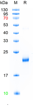 Recombinant human CLEC2 protein, N-His