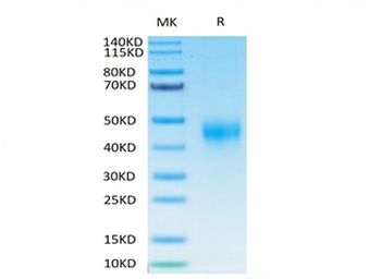 Recombinant human TFPI protein, C-His-Avi (HEK293), Biotin conjugated