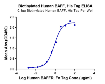 Recombinant human TNFSF13B (Trimer) protein, N-His-Avi (HEK293), Biotin conjugated