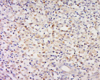 CCDC58 Rabbit Polyclonal Antibody