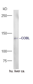 COBL Rabbit Polyclonal Antibody