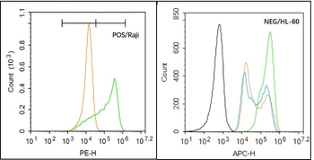 TRP12/TRPV4 Rabbit Polyclonal Antibody