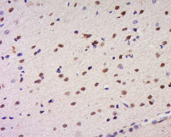 CCDC34 Rabbit Polyclonal Antibody
