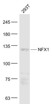 NFX1 Rabbit Polyclonal Antibody
