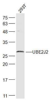 UBE2J2 Rabbit Polyclonal Antibody