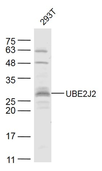 UBE2J2 Rabbit Polyclonal Antibody
