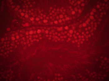 LMX1b Rabbit Polyclonal Antibody (BF555)