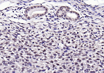 NPD014 Rabbit Polyclonal Antibody