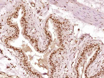 NPD014 Rabbit Polyclonal Antibody