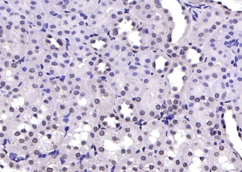 NPD014 Rabbit Polyclonal Antibody