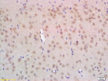 NPD014 Rabbit Polyclonal Antibody