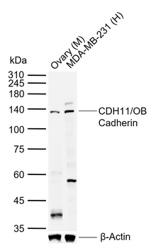CDH11/OB Cadherin Rabbit Polyclonal Antibody