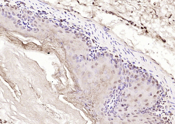 RBX1 Rabbit Polyclonal Antibody