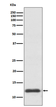 Thioredoxin Recombinant Rabbit Monoclonal Antibody