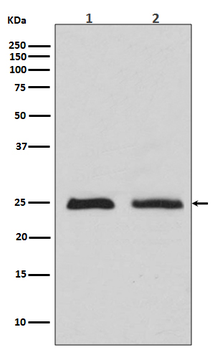 RAB4 Recombinant Rabbit Monoclonal Antibody
