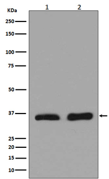 LDHA Recombinant Rabbit Monoclonal Antibody