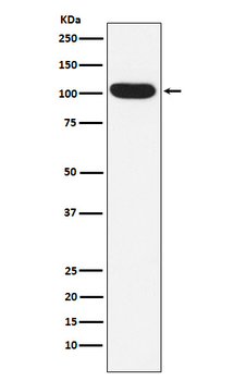 ITCH/AIP4 Recombinant Rabbit Monoclonal Antibody