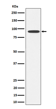 GlyT2 Recombinant Rabbit Monoclonal Antibody