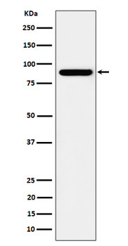 HOOK2 Recombinant Rabbit Monoclonal Antibody