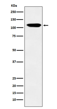EPHB3/Eph receptor B3 Recombinant Rabbit Monoclonal Antibody