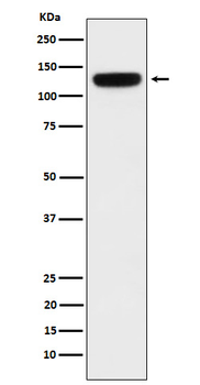 PER-3 Recombinant Rabbit Monoclonal Antibody