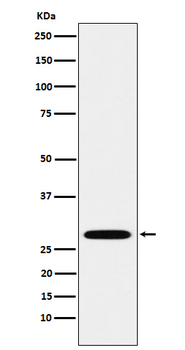PSMA3 Recombinant Rabbit Monoclonal Antibody