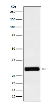 HMPH Recombinant Rabbit Monoclonal Antibody