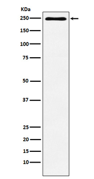 Plexin A1 Recombinant Rabbit Monoclonal Antibody