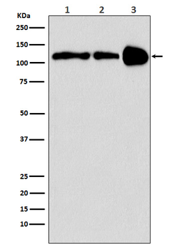 PGC1 beta Recombinant Rabbit Monoclonal Antibody